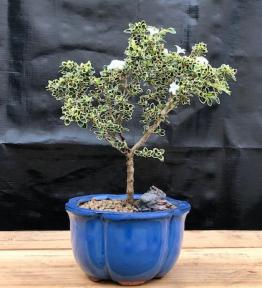 Flowering Mount Fuji Serissa Bonsai Tree - Small<br><i>(Serissa Foetida)</i>