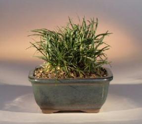 Kyoto Dwarf Mondo Grass<br><i>(ophiopogon japonicus nana)</i>