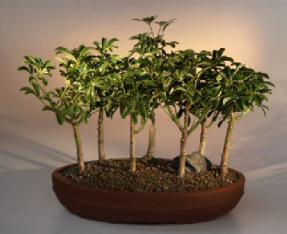 Hawaiian Umbrella Bonsai Tree <br>7 Tree Forest Group<br><i>(arboricola schefflera 'luseanne')</i>