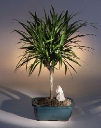 Areca  Palm Bonsai Tree<br><i>(chrysalidocarpus lutescens)</i>