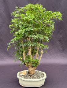 Ming Aralia Bonsai Tree<br></i>(polyscais fruticosa)</i>