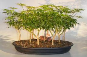 Hawaiian Umbrella Bonsai Tree<br>9 Tree Forest Group<br><i>(arboricola schefflera 'luseanne')</i>