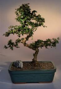 Fukien Tea Bonsai Tree (Curved Trunk)<br>Small Leaf - Large Size<br><i>(ehretia microphylla)</i>