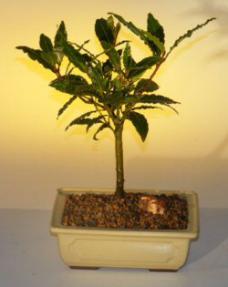 Bay Leaf Bonsai Tree - Medium<br><i>(laurus nobilis)</i>