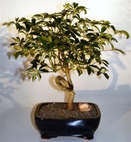 Hawaiian Umbrella Bonsai Tree<br> Coiled Trunk  - Variegated<br><i>(arboricola schefflera)</i>