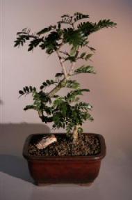 Flowering Ironwood Bonsai Tree<br><i>(lignum-vitae)</i>