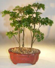 Dwarf Parsley Aralia Bonsai Tree - Three (3) Tree Group<br><i>(polyscais 'parsley')</i>