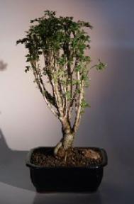 Parsley Aralia Bonsai Tree<br><i>(polyscais 'parsley')</i>