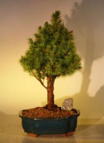 Dwarf Alberta Spruce Bonsai Tree<br><i>(picea glauca conica)</i>