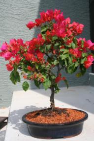 Flowering Bougainvillea Bonsai Tree <br><i>(pink pixie)</i>