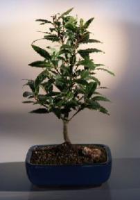 Bay Leaf Bonsai Tree <br><i>(laurus nobilis)</i>