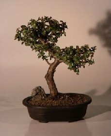 Baby Jade  Bonsai Tree -  Extra Large<br><i>(Portulacaria Afra)</i>