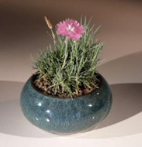 Flowering Dianthus 