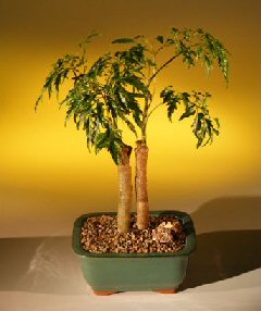Ming Aralia Bonsai Tree - Double Trunk<br></i>(polyscais fruticosa)</i>