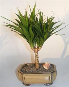 Needle Point Dracena Bonsai Tree <br><i>(dracena marginata)</i>      