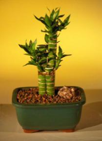 Lotus Bamboo Bonsai Tree <br><i>(dracena compacta)</i>