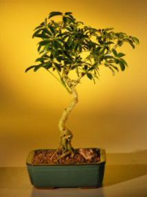 Hawaiian Umbrella Bonsai Tree - Curved Trunk<br>(arboricola schefflera)