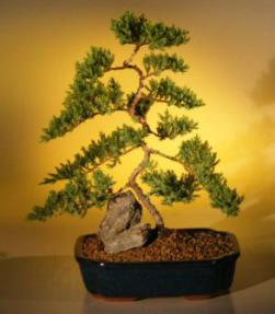 Juniper Karate Kid Bonsai Tree - Extra Large<br><i>(juniper procumbens 