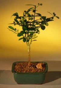 Kinzu Orange Bonsai Tree<br><i>(fortunella hindsii)</i>