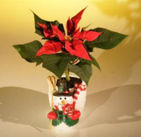 Mini Poinsettia with Top Hat Snowman Ceramic Planter<b><br>