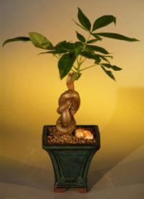 Money Bonsai Tree  (Lucky Knot)-Knotted Trunk<br><i>(pachira aquatica)</i>