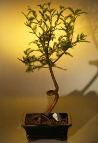 Bald Cypress Bonsai Tree - Coiled Trunk<br><i>(taxodium distichum)</i>