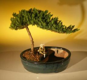 Juniper Bonsai Tree/Water Bonsai Pot - Medium<br><i>(juniper procumbens 
