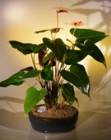 Flowering Red Anthurium  (