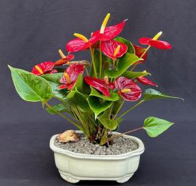 Flowering Red Anthurium (