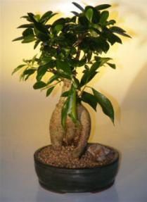 Ginseng Ficus Bonsai Tree - Large <br><i>(Ficus Retusa)</i>