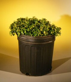 Pre Bonsai Japanese Kingsville Boxwood <br><i>(buxus microphylla 'compacta')</i>