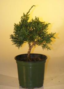 Pre Bonsai Shimpaku Bonsai Tree - Small<br><i>(shimpaku itoigawa)</i>