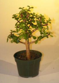 Pre Bonsai Baby Jade Bonsai Tree  - Medium<br><i>(Portulacaria Afra)</i>