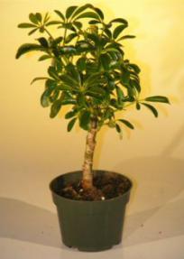 Pre Bonsai Hawaiian Umbrella Bonsai Tree - Small<br><i>(arboricola schefflera 'luseanne')</i>