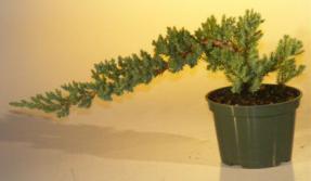 Pre Bonsai Juniper Bonsai Tree - Small <br><i>(Juniper Procumbens 