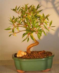 Willow Leaf Ficus Bonsai Tree - Coiled Trunk  Large<br><i>(ficus nerifolia/salicafolia)</i>