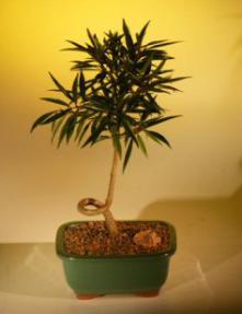 Willow Leaf Ficus Bonsai Tree - Coiled Trunk  Medium<br><i>(ficus nerifolia/salicafolia)</i>