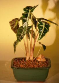 Alocasia Polly<br><i>(alocasia amazonica)</i>