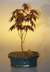 Japanese Red Maple Bonsai Tree - Small<br><i>(acer palmatum 'atropurpureum')</i>