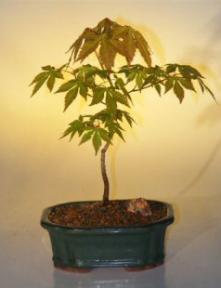 Japanese Green Maple Bonsai Tree - Small <br><i>(acer palmatum)</i>