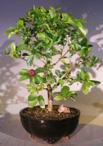 Flowering Dwarf Weeping Barbados Cherry Bonsai Tree - Large<br><i>(malpighia Pendiculata)</i>