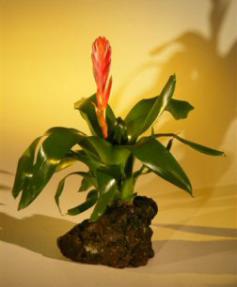 Mini Flowering Bromeliad<br>Flaming Sword in Lava Rock<br><i>(vriesea ella)</i>