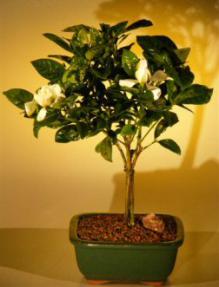 Flowering Gardenia Bonsai Tree - Medium <br><i>(jasminoides miami supreme)</i>