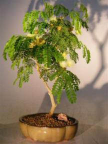 Flowering Brazilian Raintree Bonsai Tree - Medium <br><i>(pithecellobium tortum)</i>