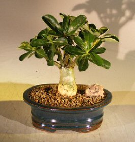 Flowering Desert Rose Bonsai Tree - Medium <br><i>(Adenium Obesum)</i>