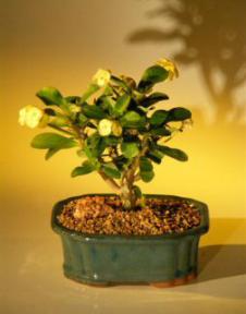 Flowering Crown of Thorns Bonsai Tree - Yellow<br><i>(euphorbia milii)</i>