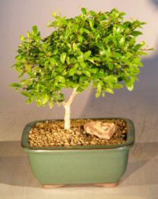 Flowering Tropical Boxwood Bonsai Tree - Medium<br><i>(neea buxifolia)</i>