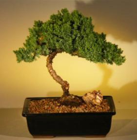 Juniper Bonsai Tree - Medium Extra Size <br><i>(juniper procumbens 'nana')</i>