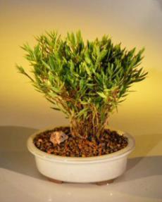 Miniature Indoor Baby Bamboo <br><i>(pagonatherum paniceum)</i>