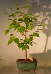 River  Birch Bonsai Tree<br><i>(betula nigra)</i>